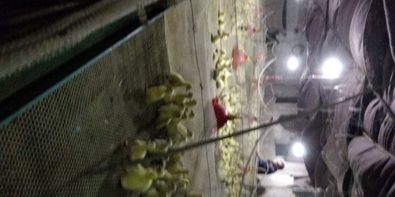 鹅苗鹅苗批发脱温鹅苗大量提供