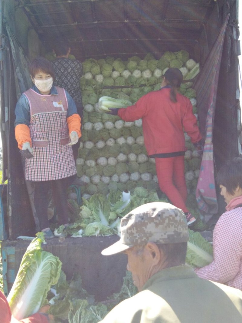 精品三号白菜