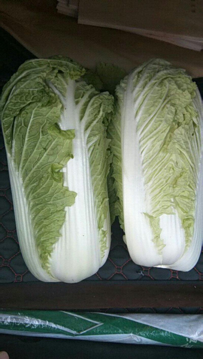 精品三号白菜