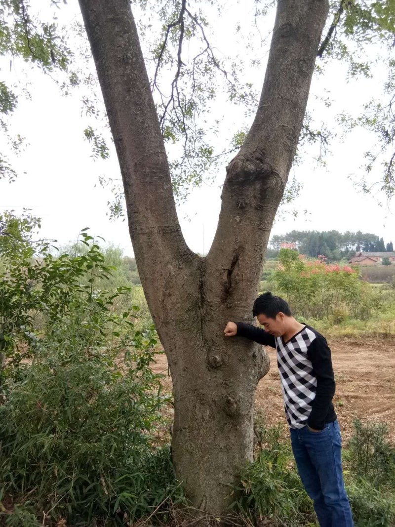 皂角树