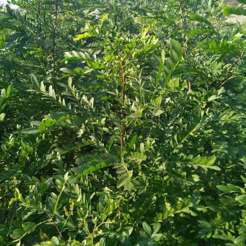 出售1-3公分皂角树苗