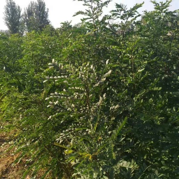 出售1-3公分皂角树苗