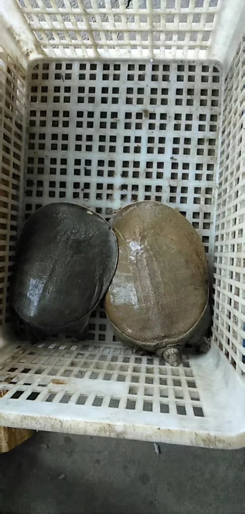 甲鱼