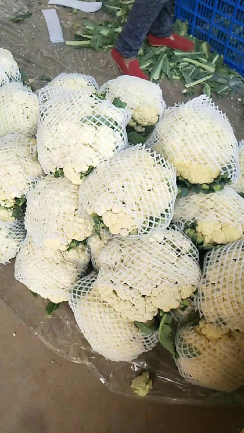 有机花，散花