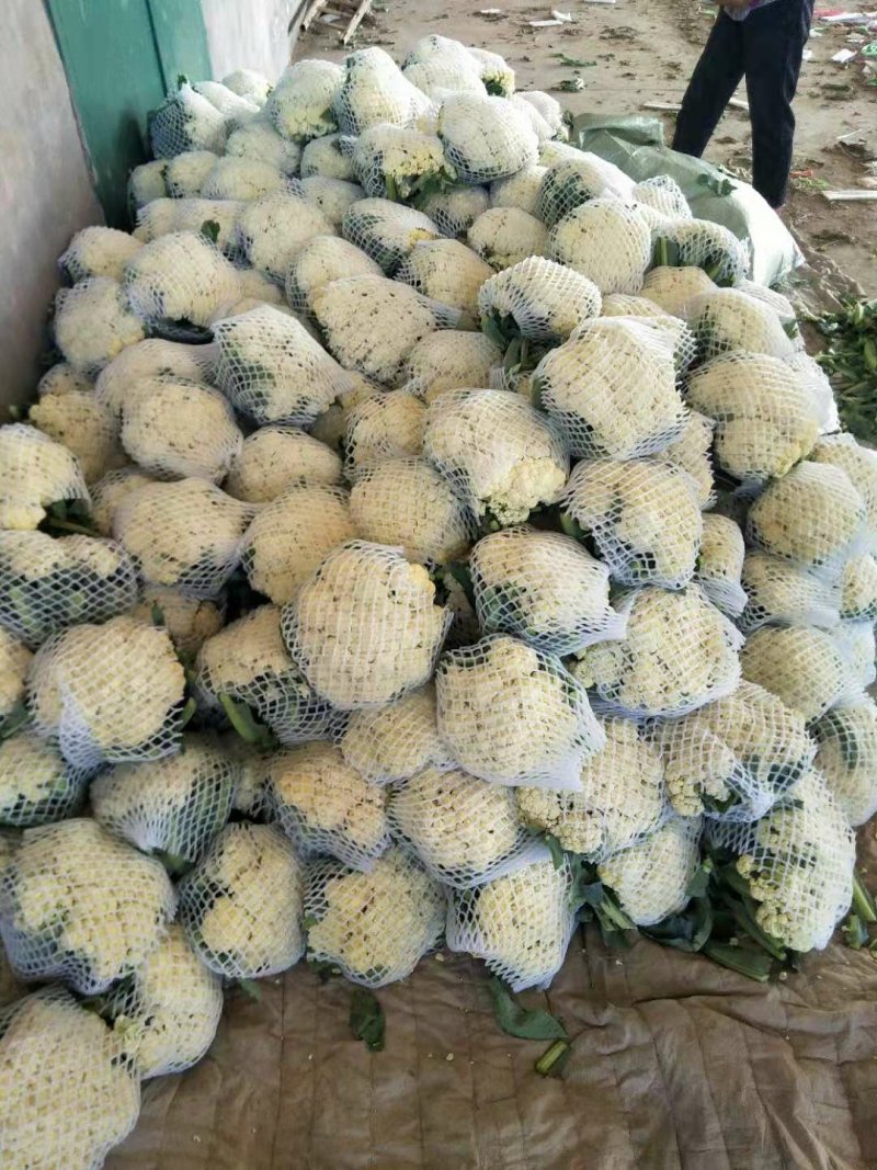 有机花，散花
