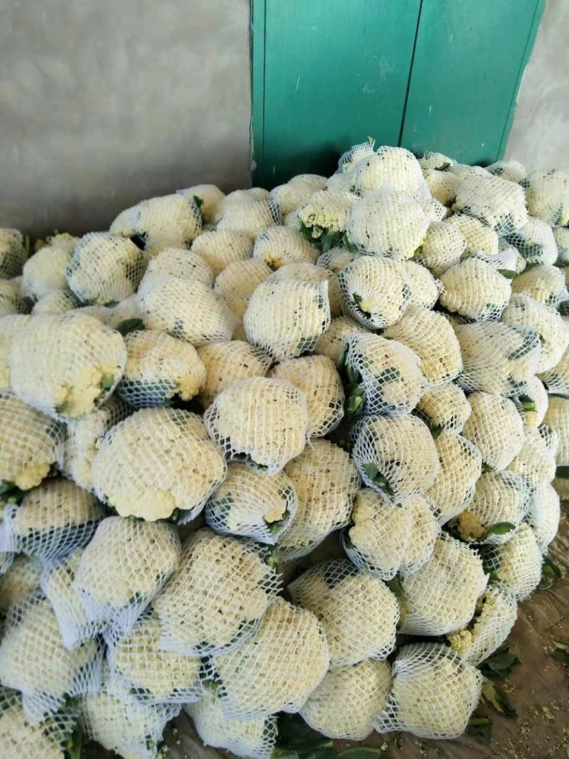 有机花，散花