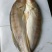 拉菲黄鱼