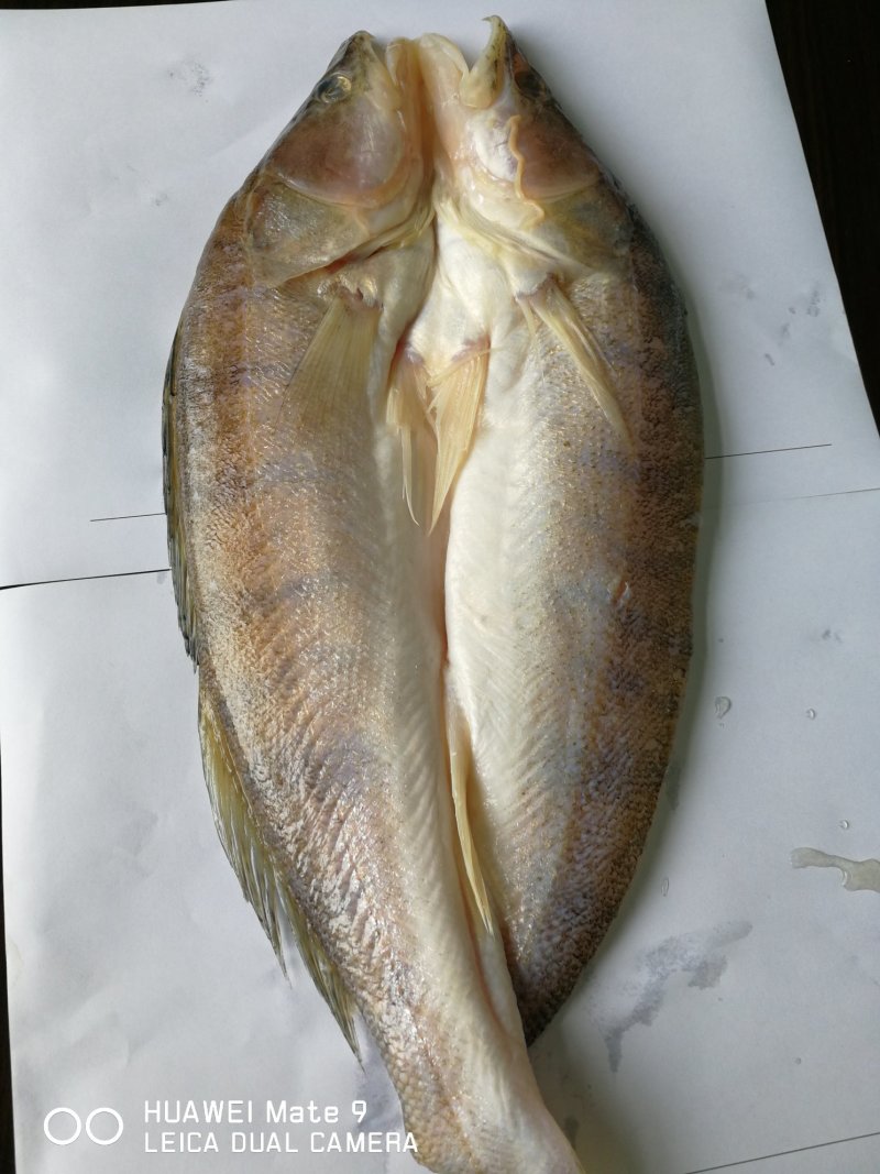 拉菲黄鱼
