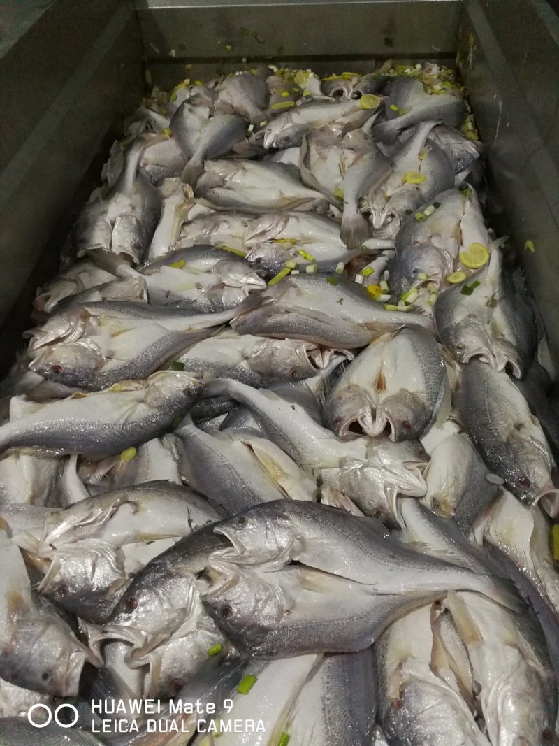 拉菲黄鱼