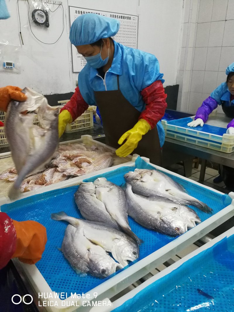 拉菲黄鱼