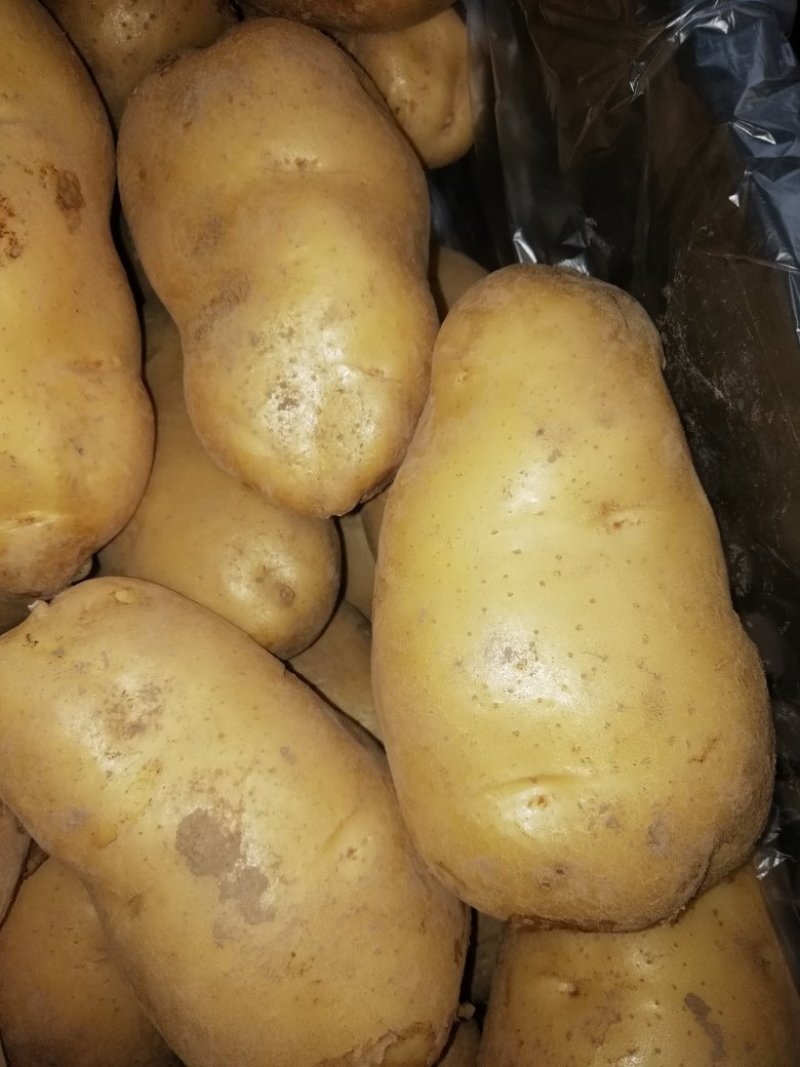荷兰十五三两通天