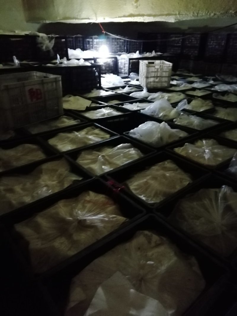荷兰十五三两通天