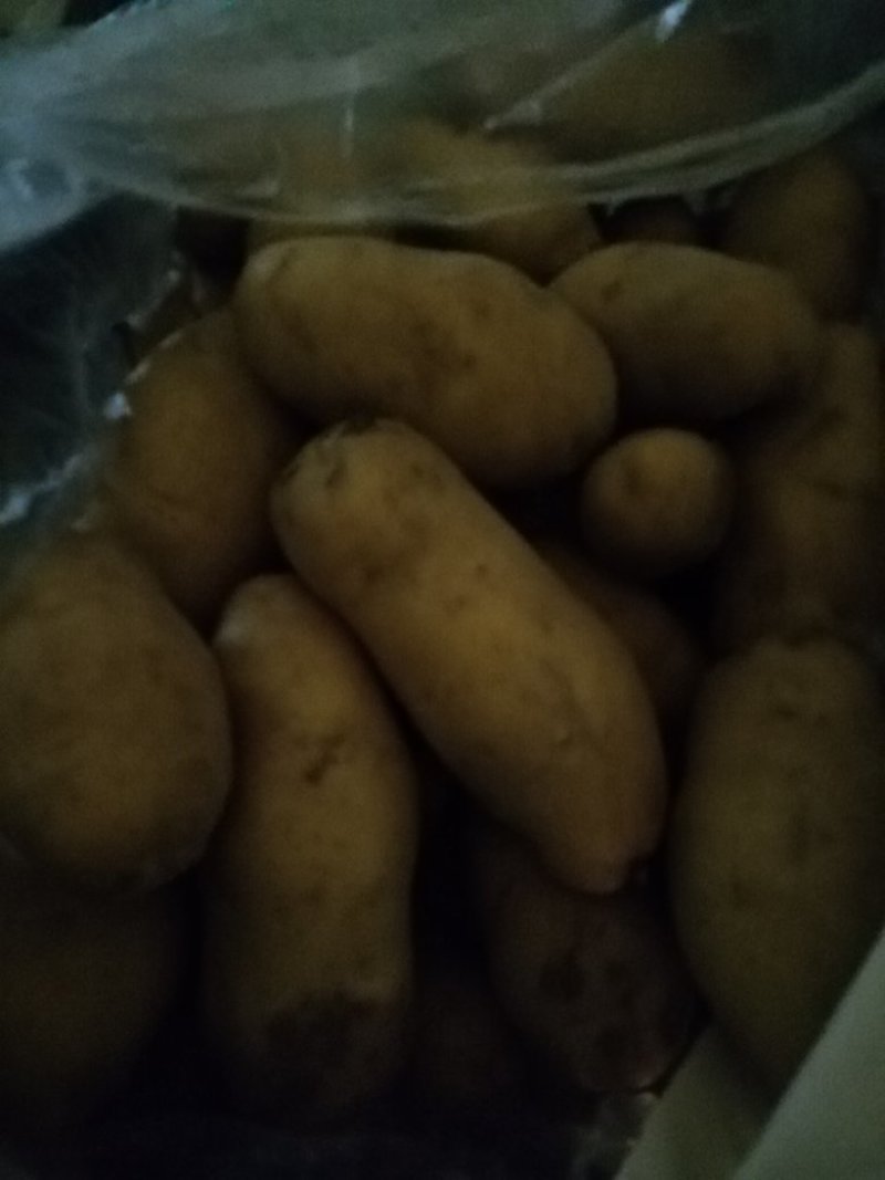 荷兰十五三两通天