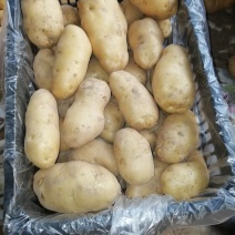 荷兰十五三两通天
