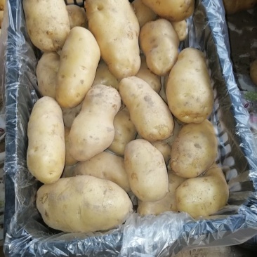 荷兰十五三两通天
