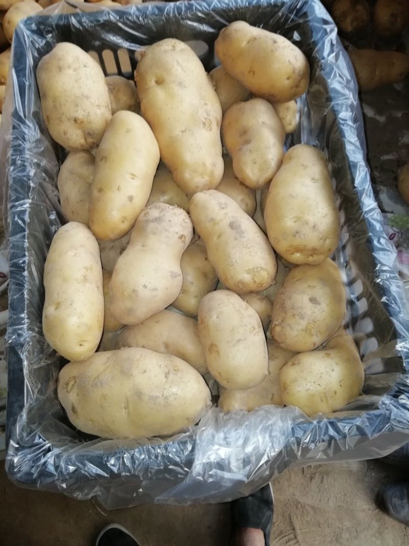 荷兰十五三两通天