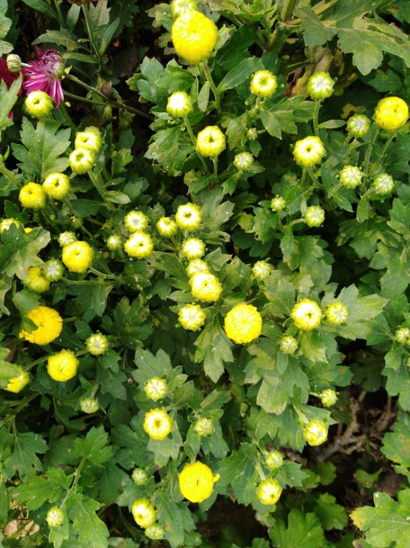 菊花苗菊苗常年开花花色多样的四季菊苗