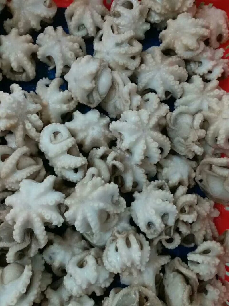 冷冻单冻小章鱼段，脆口八爪鱼、翻花小章鱼