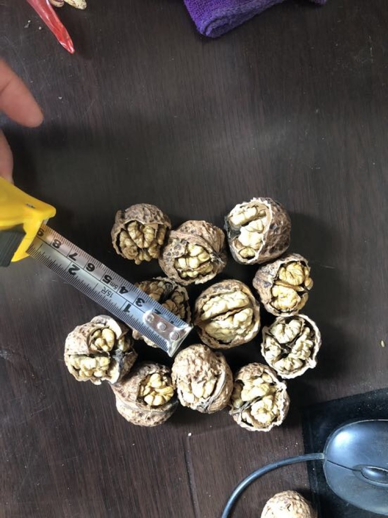 桐子果去皮30~35mm干