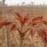 便宜红油香椿苗露天大棚香椿苗、现挖现发、苗圃直发保湿发货