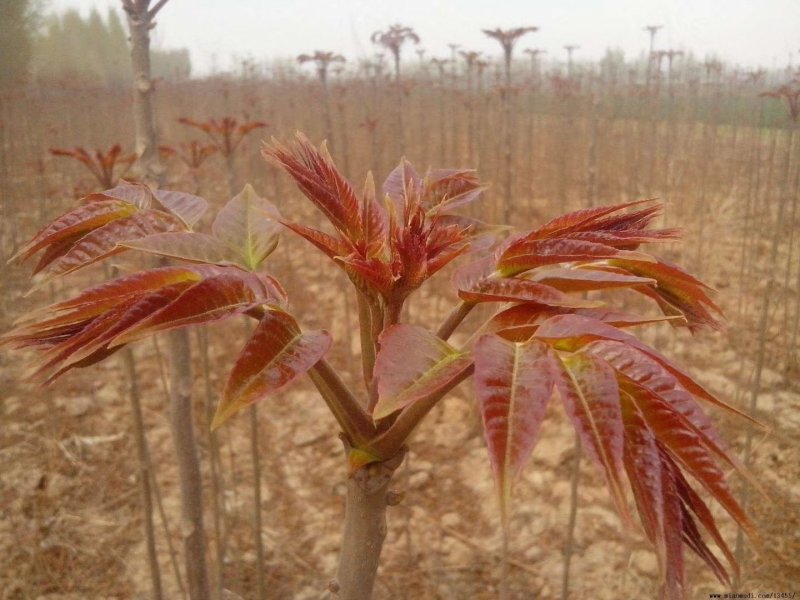 便宜红油香椿苗露天大棚香椿苗、现挖现发、苗圃直发保湿发货