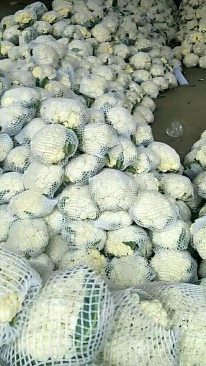 精品有机花
