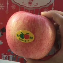 精品红富士苹果产地大量供应价格便宜货源充足质量保证
