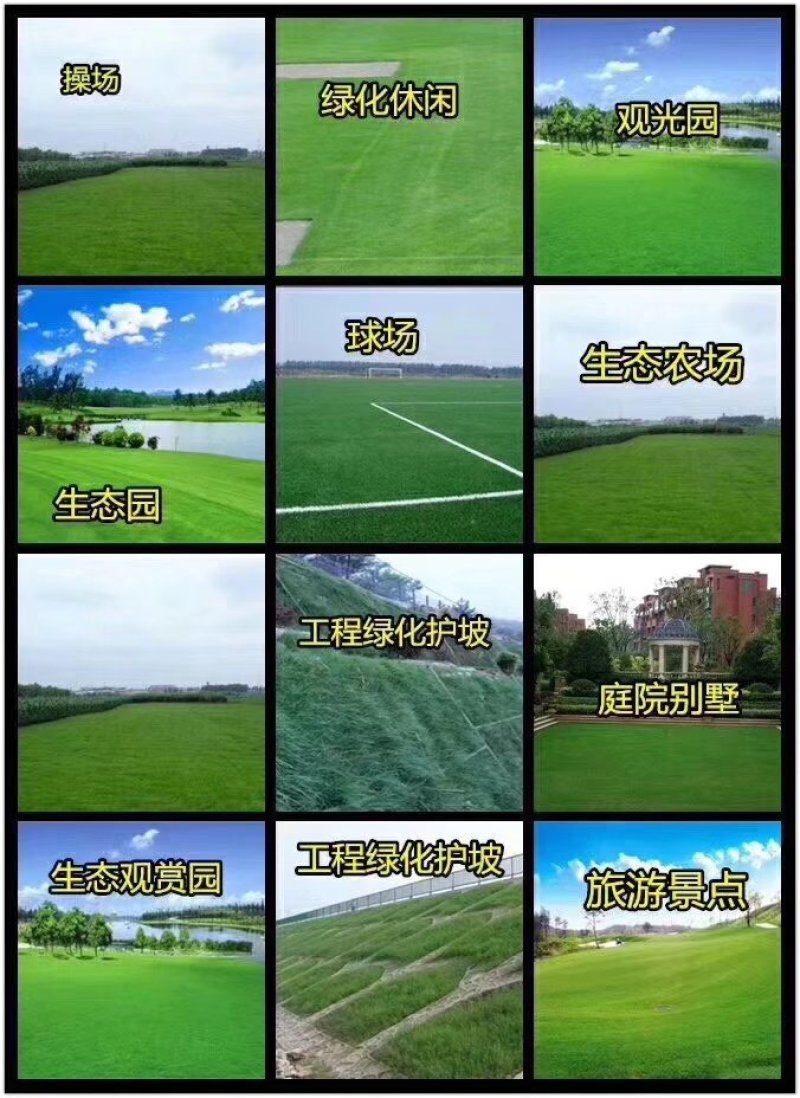 草坪种子
