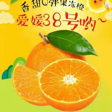 爱媛果冻橙新鲜水果一件代发平台供货快递物流
