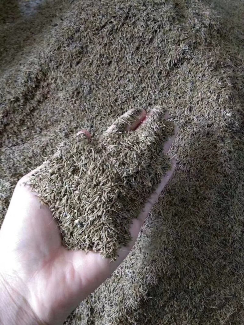 蒲公英种子