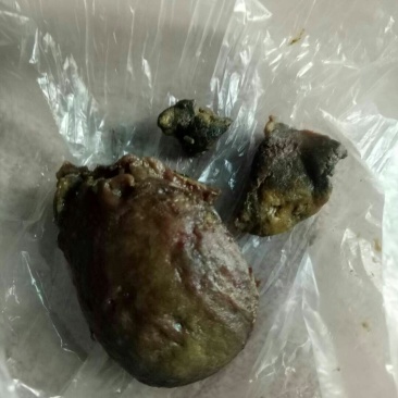 鸡宝出售
