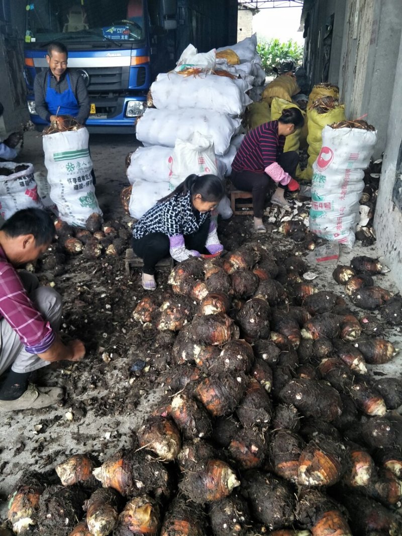 香芋上市，欢迎老板来订单。