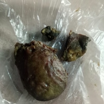 鸡宝出售