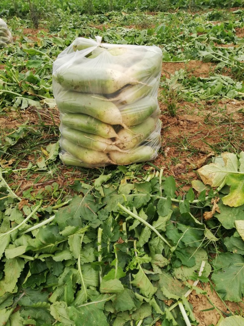 山东水果萝卜绿萝卜商超，电商平台，水洗加工