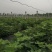 无花果成品树3—10年树丰产全程提供技术可制盆景