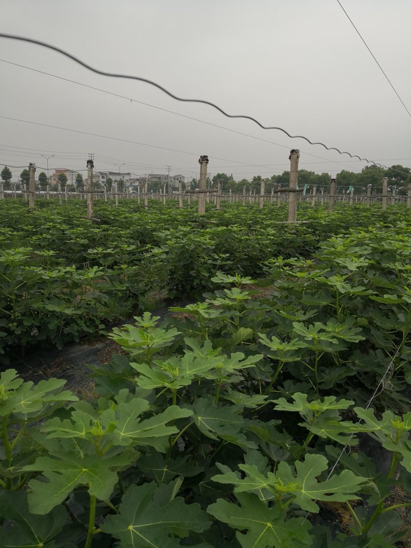 无花果成品树3—10年树丰产全程提供技术可制盆景