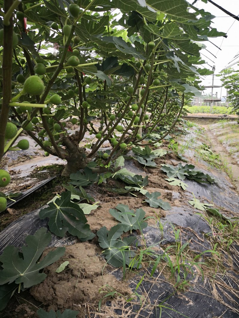 无花果成品树3—10年树丰产全程提供技术可制盆景