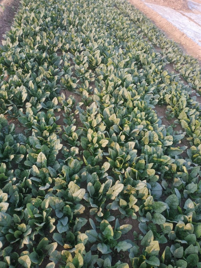 菠菜大量上市，