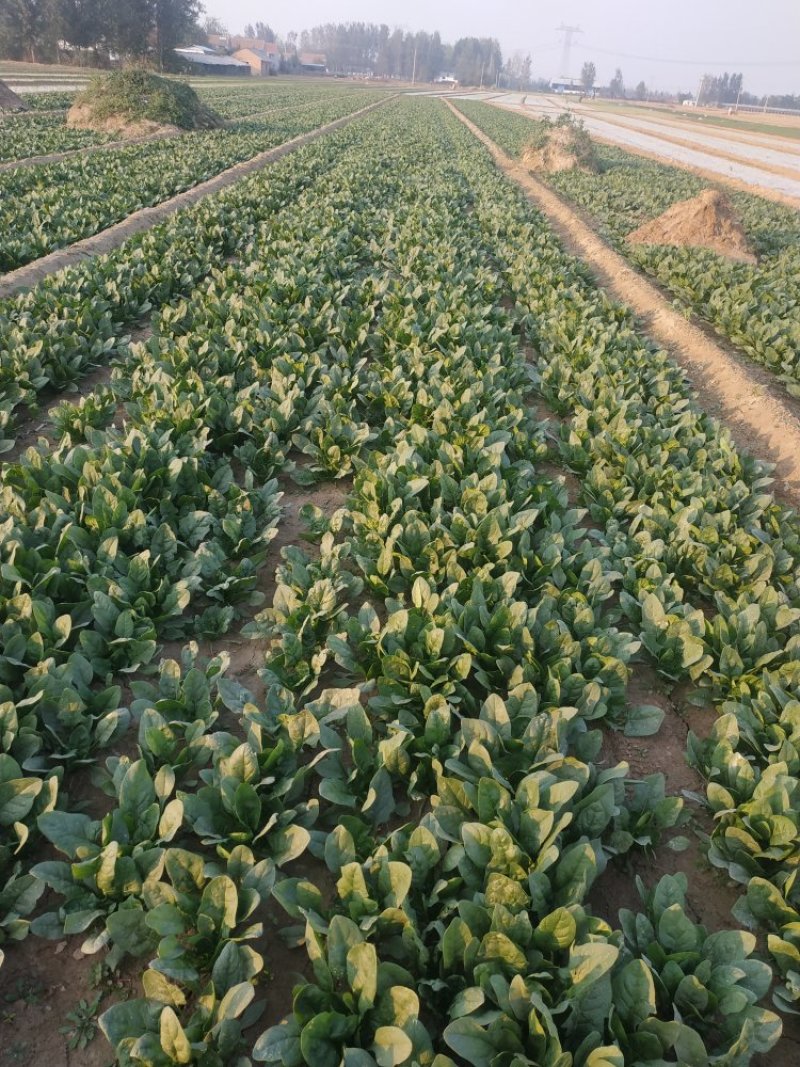 菠菜大量上市，