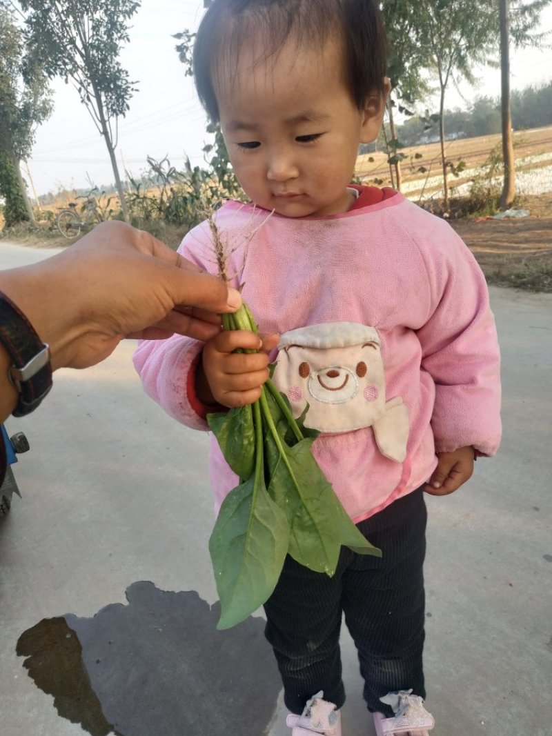 菠菜大量上市，