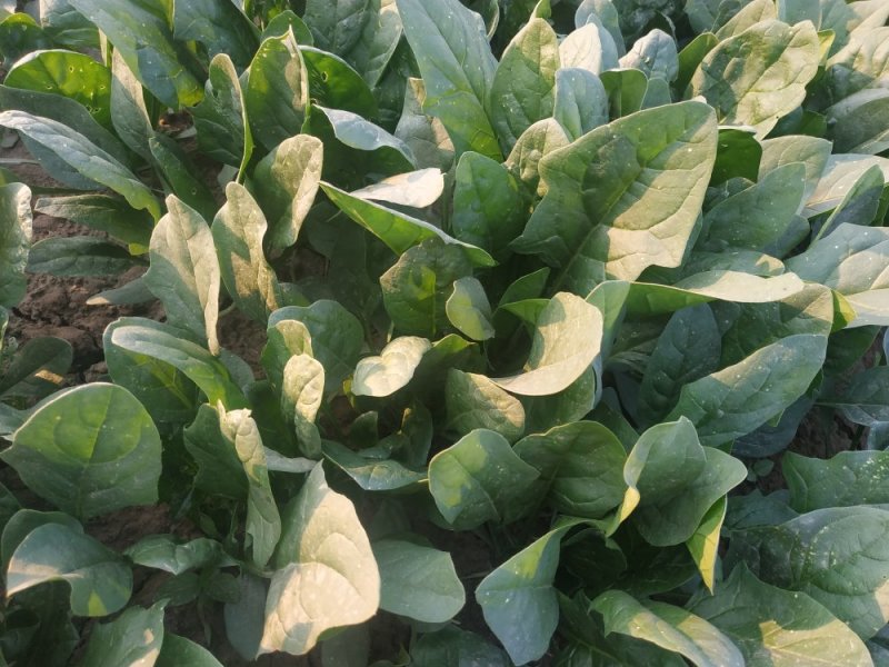 菠菜大量上市，