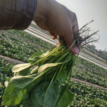 菠菜大量上市，