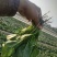 菠菜大量上市，