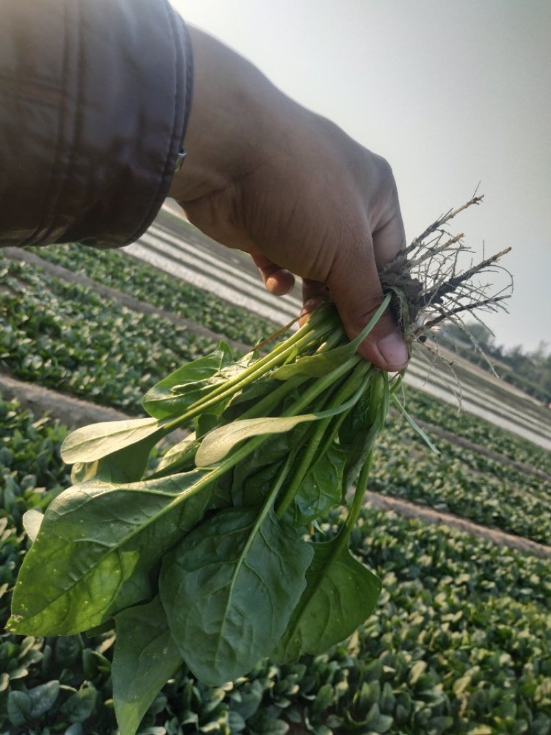 菠菜大量上市，