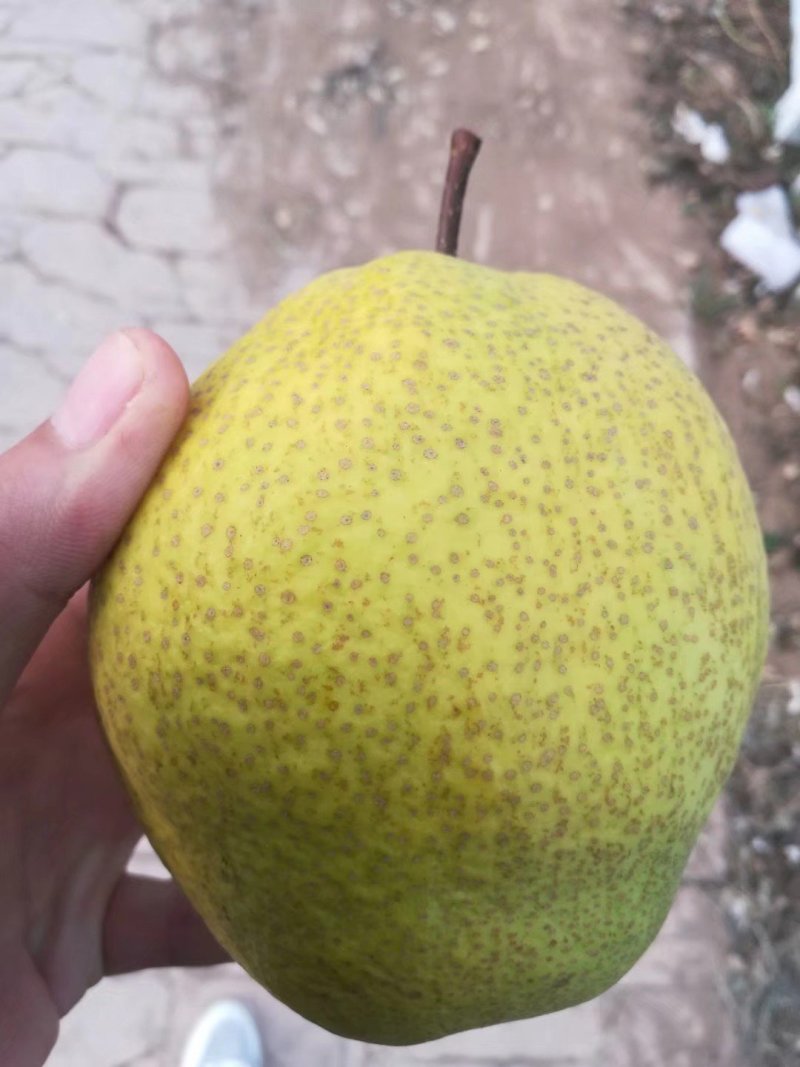 莱阳香水梨5斤一箱原产递批发