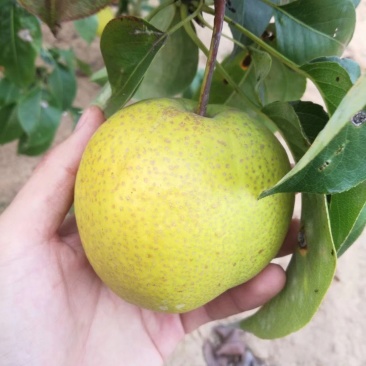 莱阳香水梨5斤一箱原产递批发