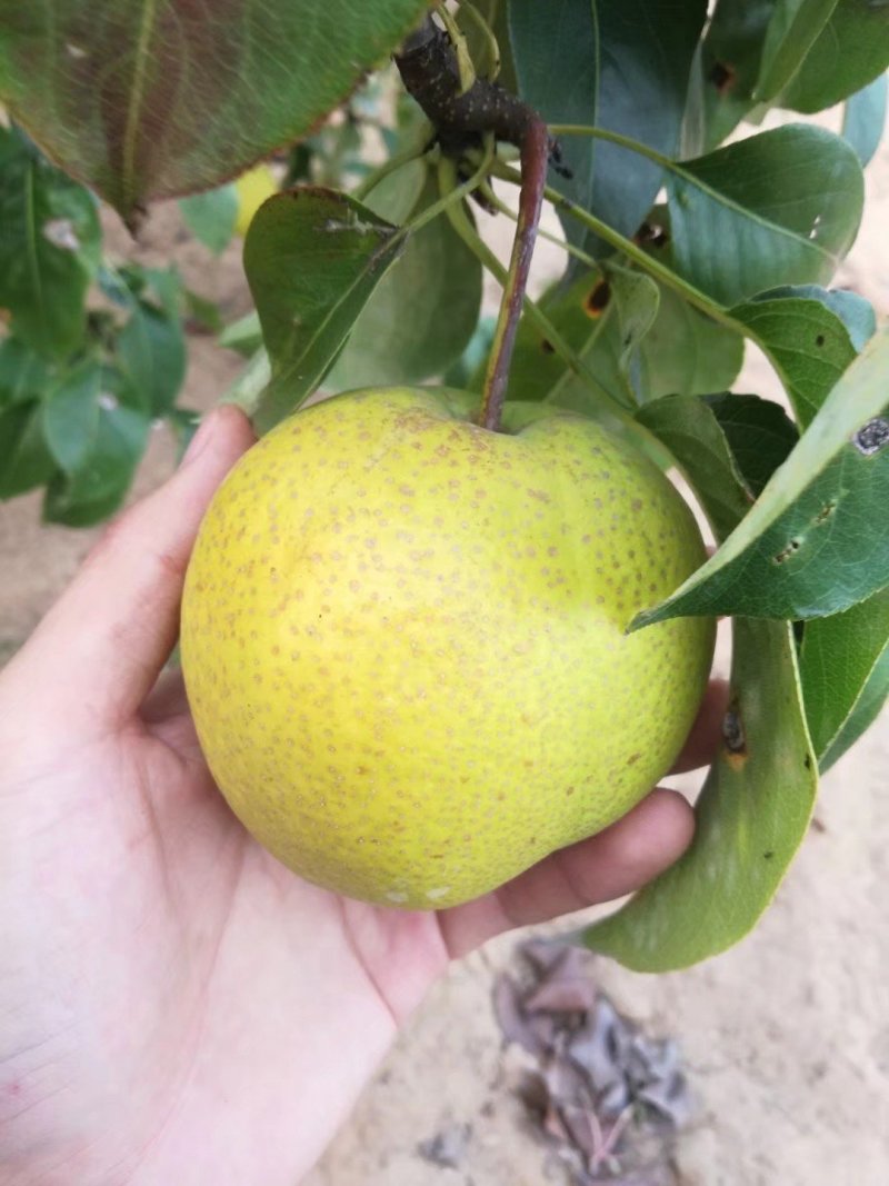 莱阳香水梨5斤一箱原产递批发
