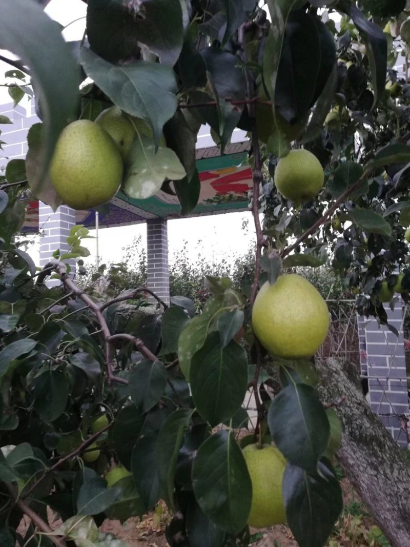 莱阳香水梨5斤一箱原产递批发