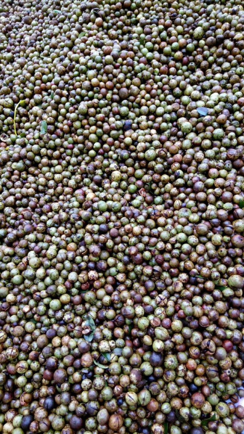 茶油果，茶子