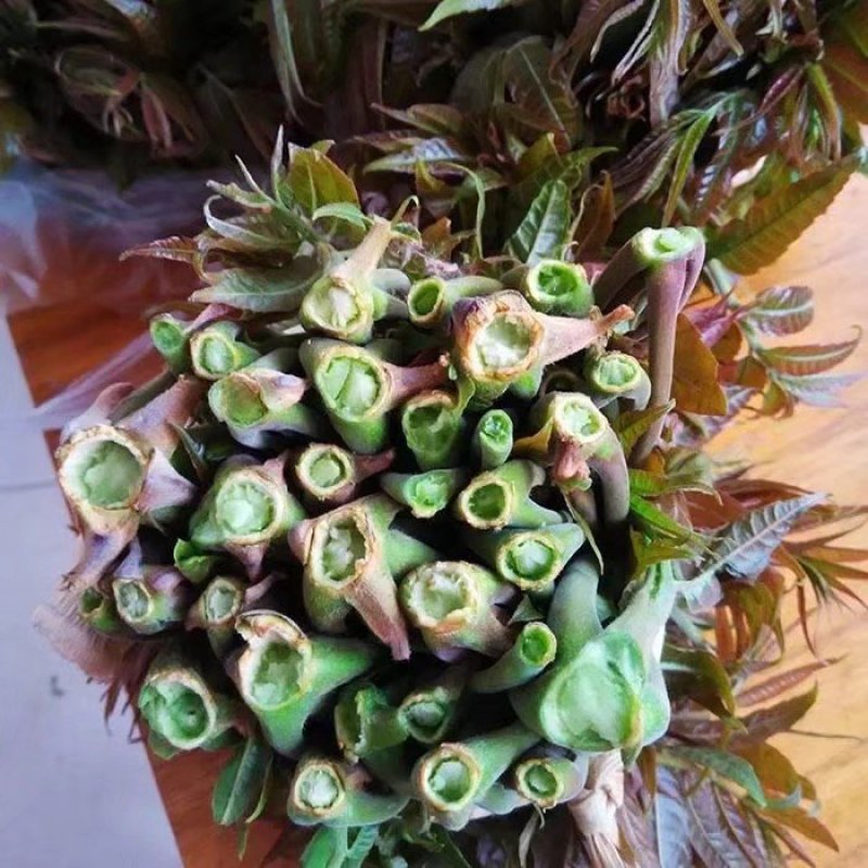 莱阳香椿芽新鲜头茬野生香椿咸菜头腌制泡菜榨菜小酱酸